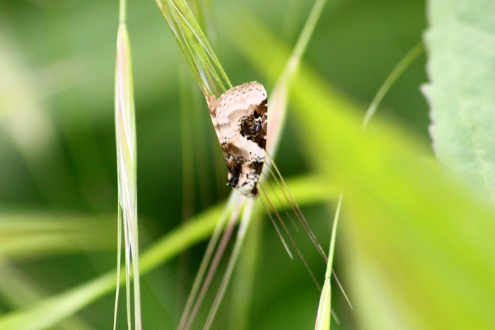Microlepidottero da ID , forse Crambidae